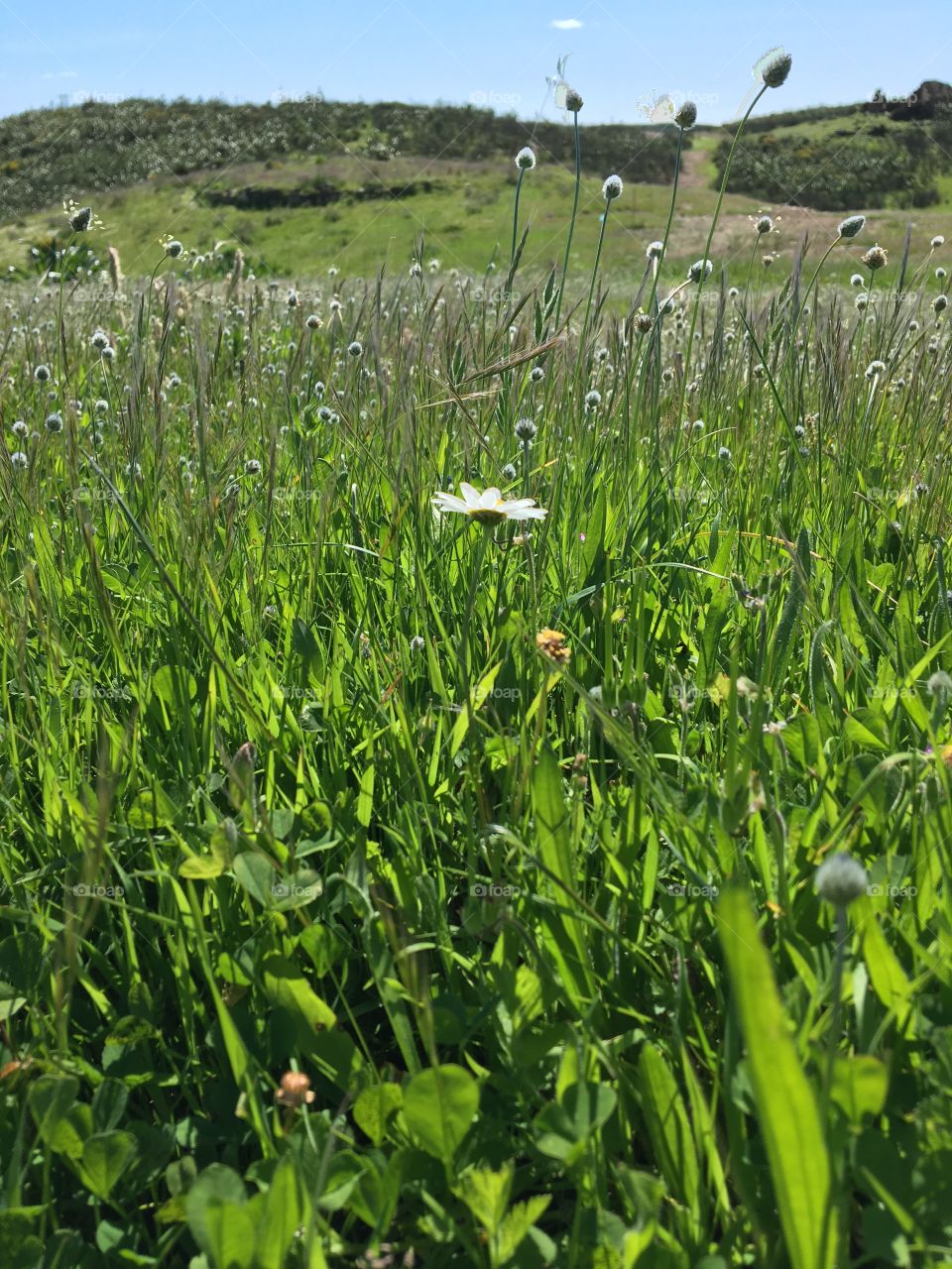 Green and blooming meadows in springtime 