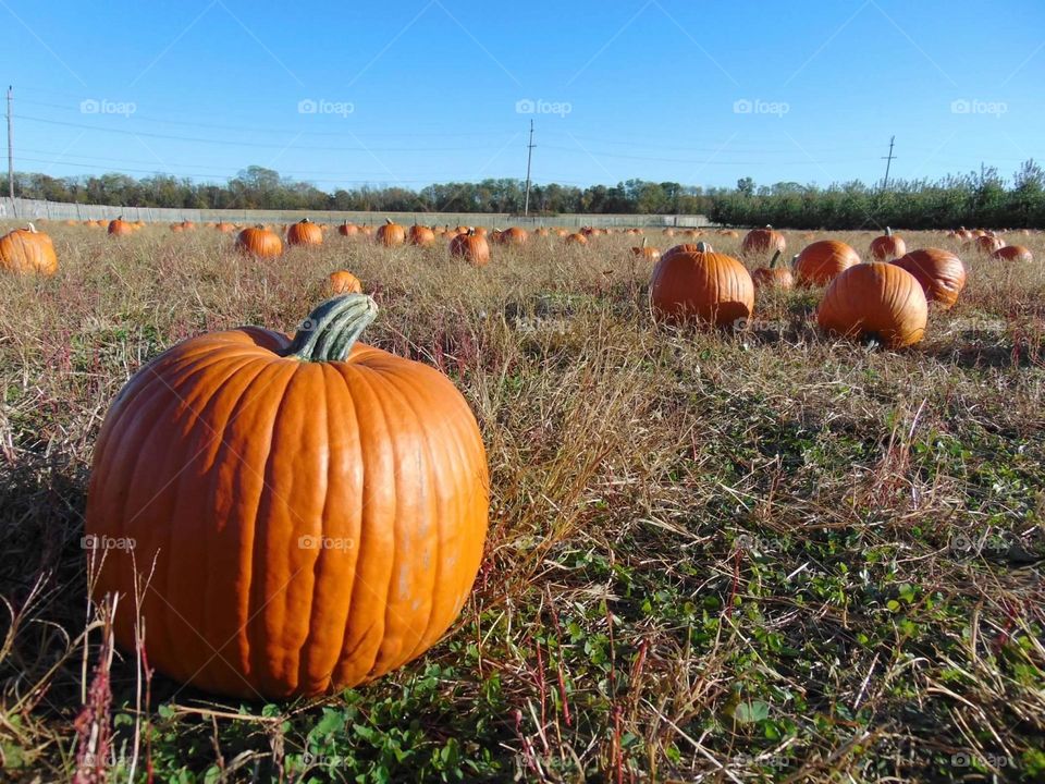 Pumpkin patch. 