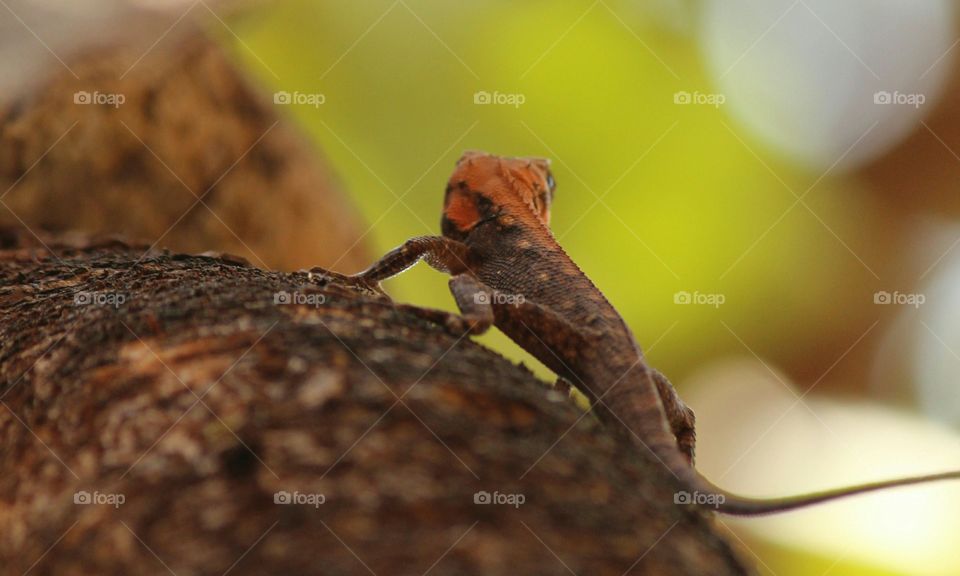 Rear view of lizard