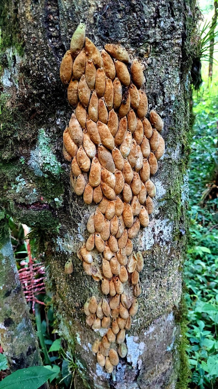 Impressionante a quantidade de casulos neste tronco de árvore, vestígios de lagartas que estão pela mata afora.