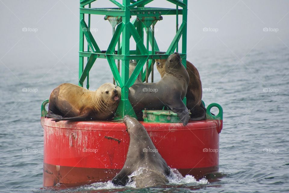 Stellar sea lions