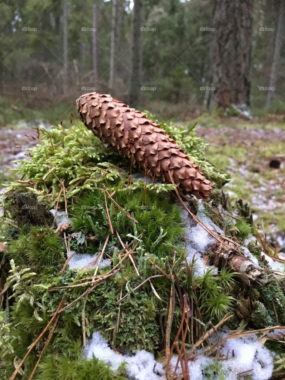 Close-up of pine cone