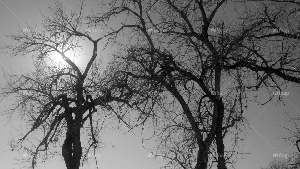 Trees. Shot in a park in Denver.  