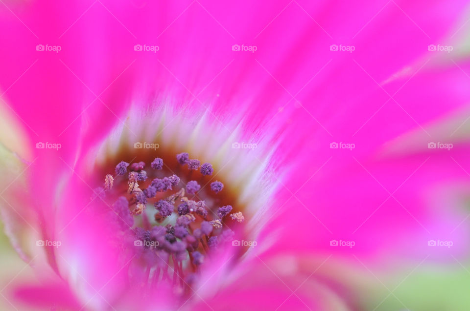 italy pink flower macro by bjonkers69