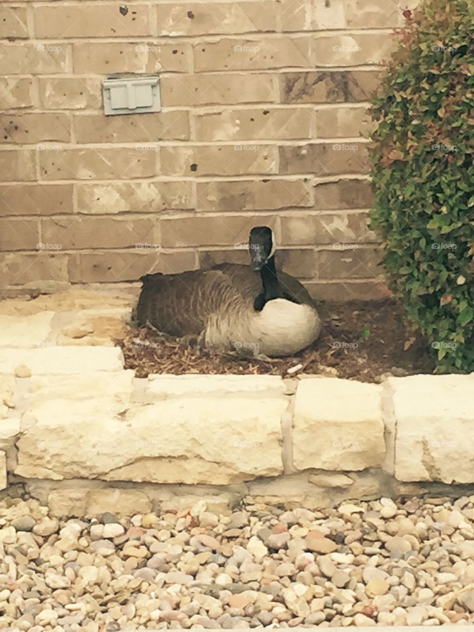 Goose nesting