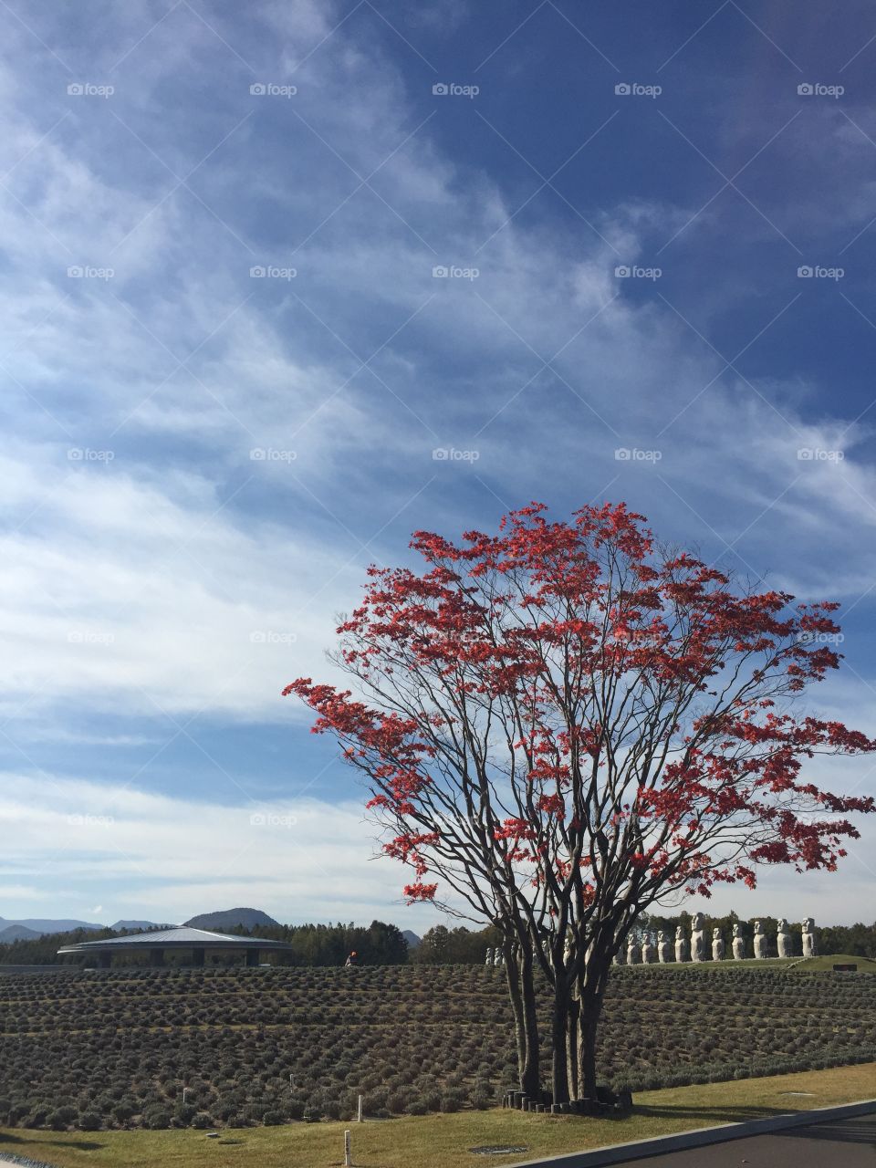 lt's japanese autumn.
The autumn leaves are so red!
Sky is clear blue.
