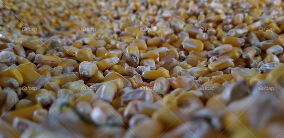 A load of corn
