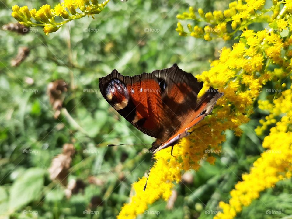 butterfly on yellow flower