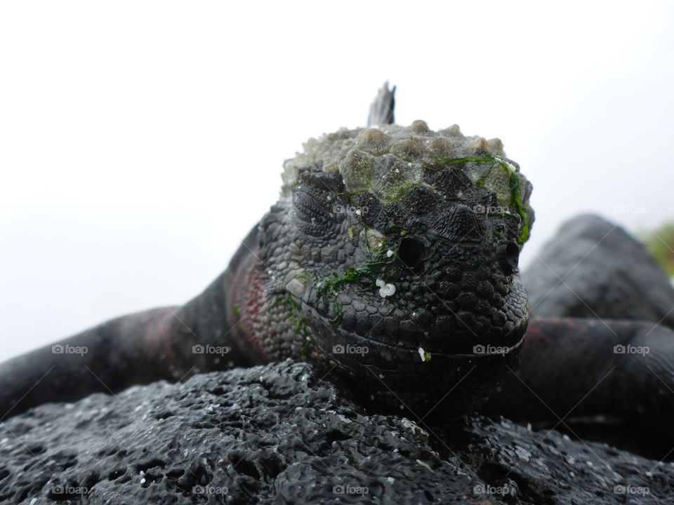 Marine iguana, Galapagos