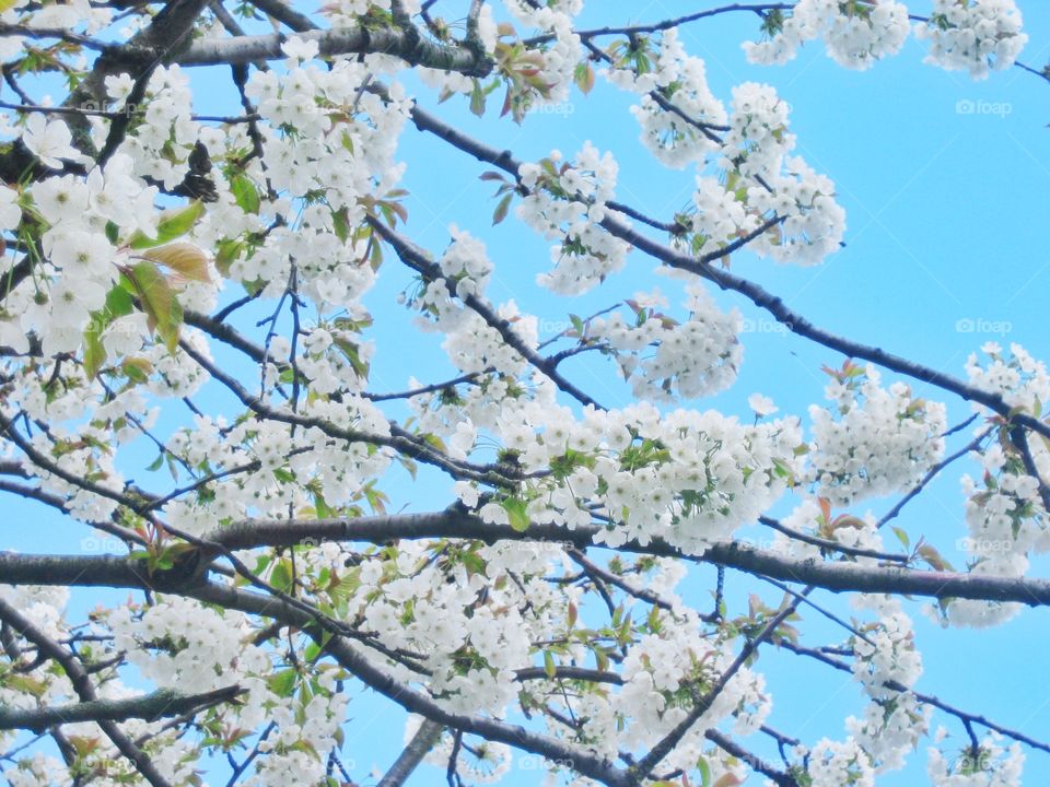 White cherry blossoms and green leaves on tree branches with blue sky