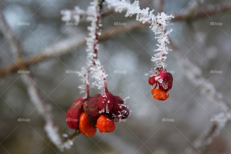 red seeds in winter