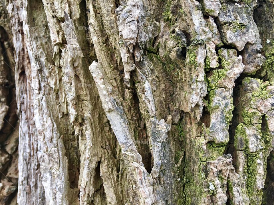 Trunk of a tree