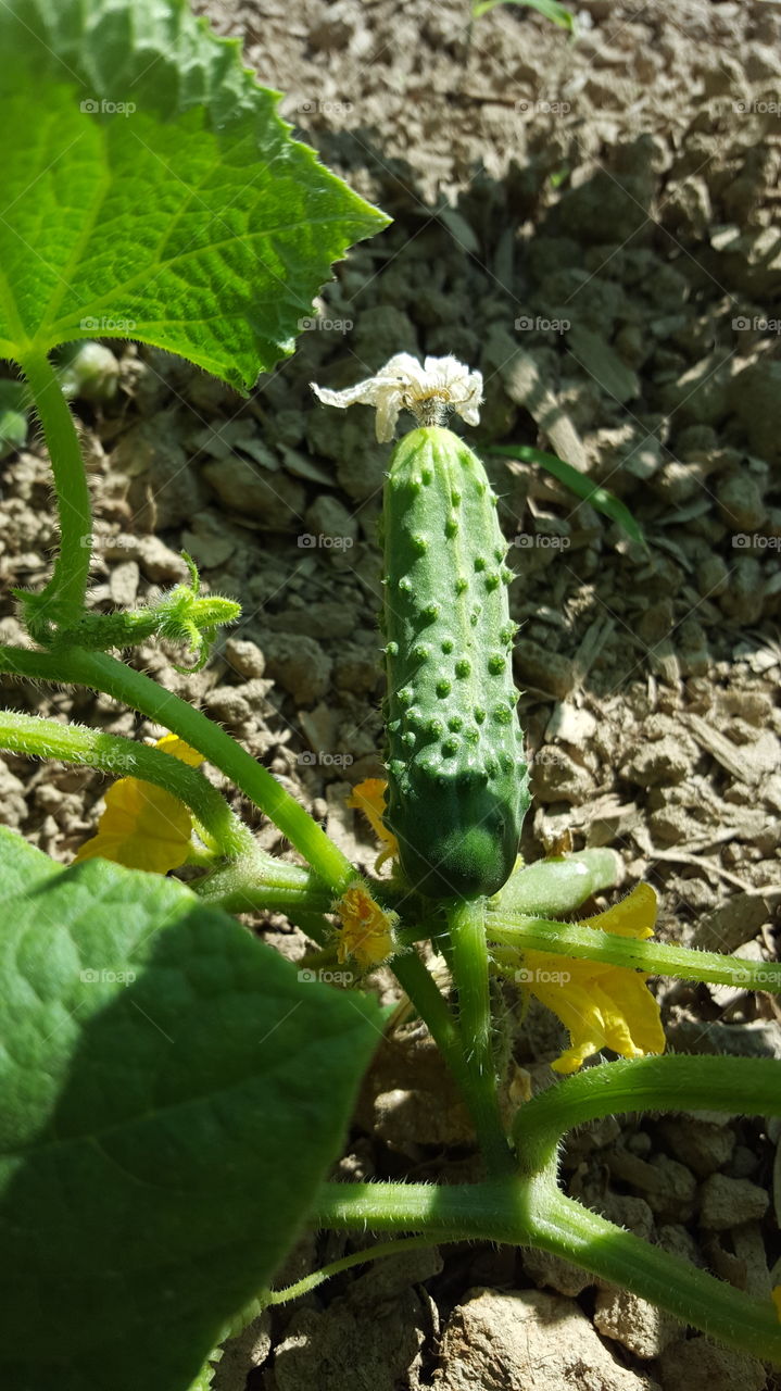 cucumber and blooms