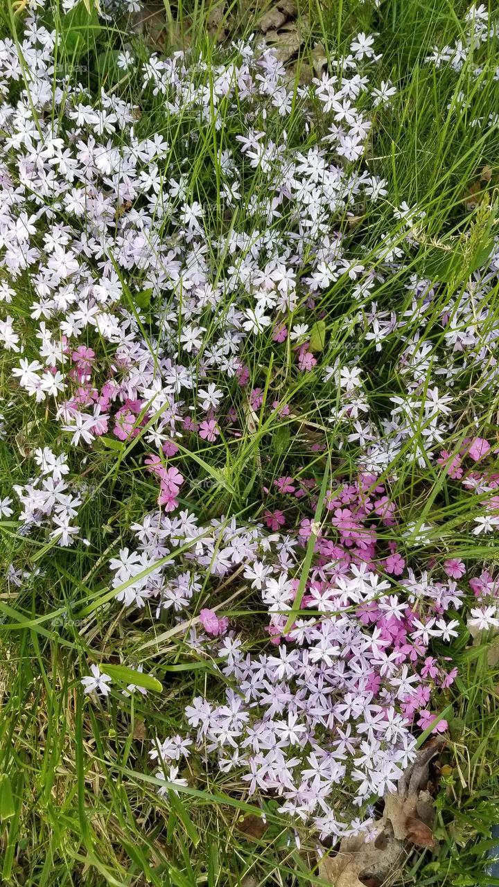 Tiny Flowers