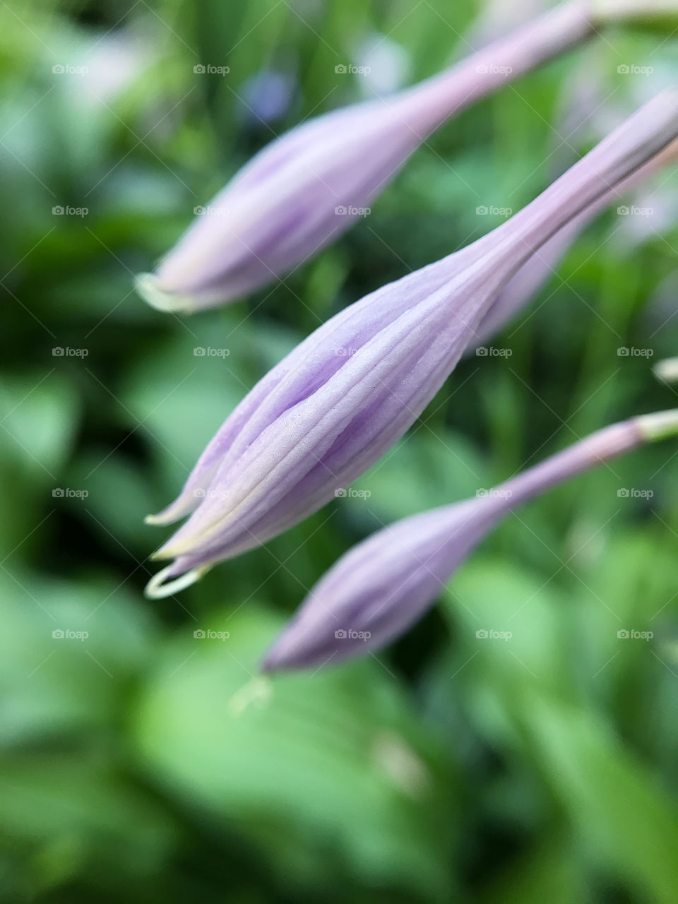 Beautiful flowers 