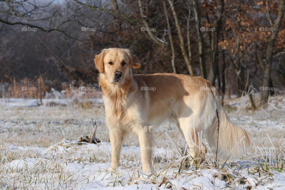 Golden retriever dog in then winter snow.