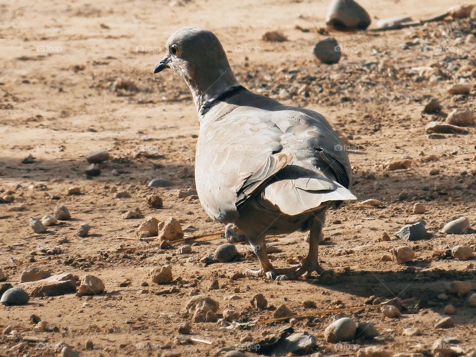 The most beautiful wild pigeon