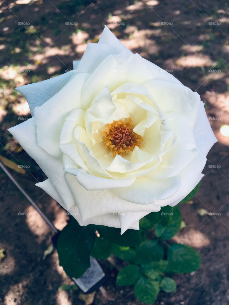 🌺Fim de #cooper! 
Suado, cansado e feliz, alongando e curtindo a beleza e a brancura das #flores!
🏁
#corrida #treino #flor #flower #flowers #pétalas #pétala #jardim #jardinagem #garden #flora #run #running #esporte #alongamento