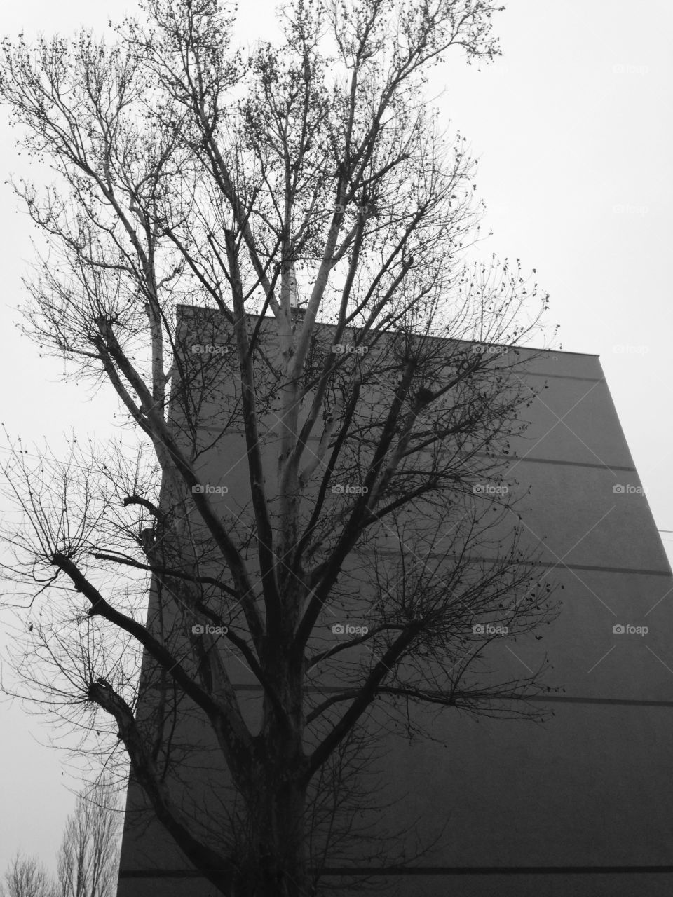 Big tree. Motivathion. Dreem. B&W