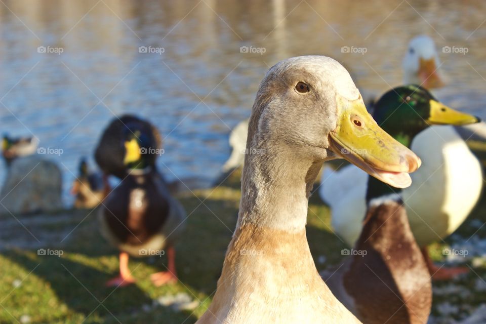 Closeup of ducks at a pond at highland glen park, Utah 