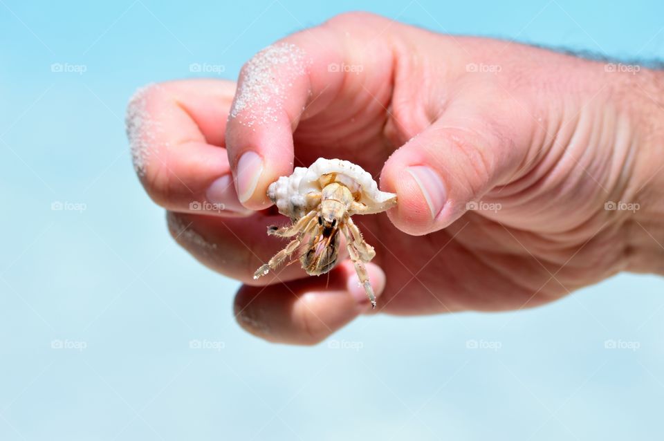 Crab harvested on the beach