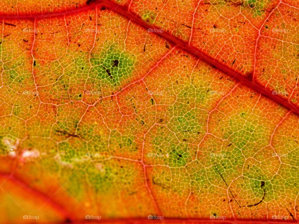 Close up of autumn leaf