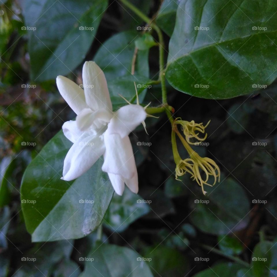 White flower on the park