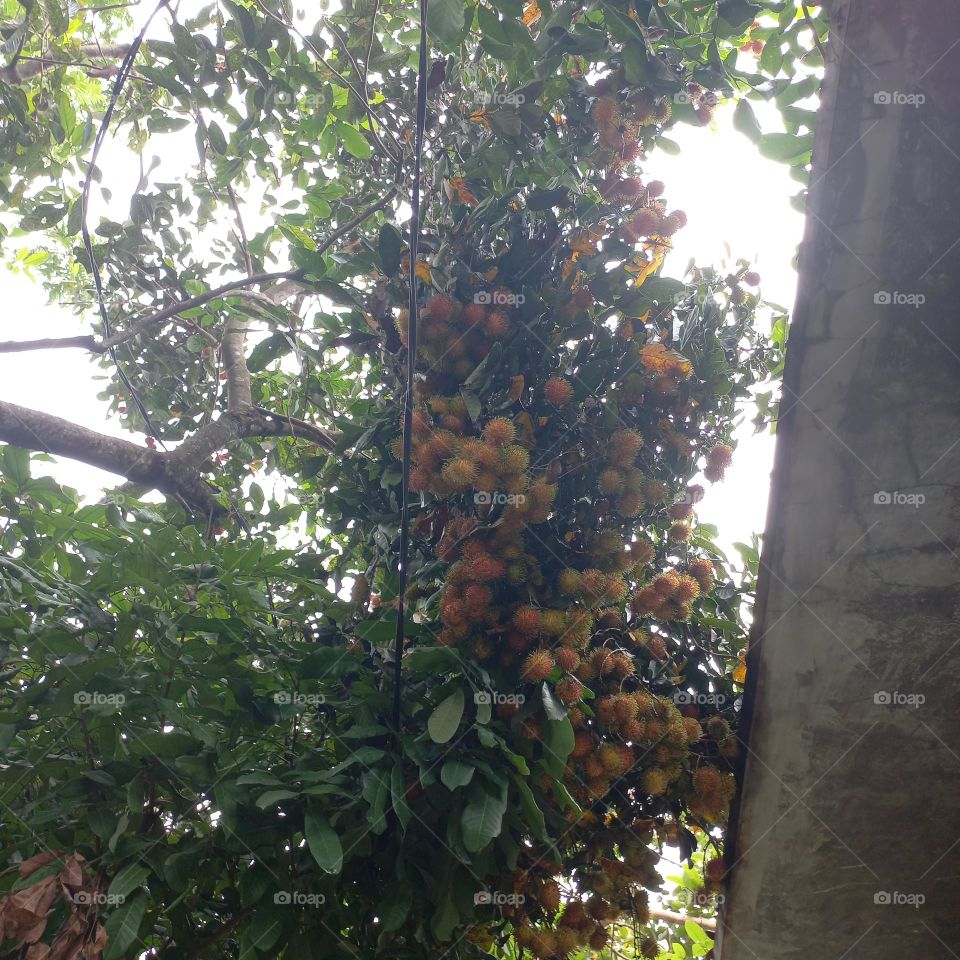 The rambutan tree bears a lot of fruit and is ready to be harvested