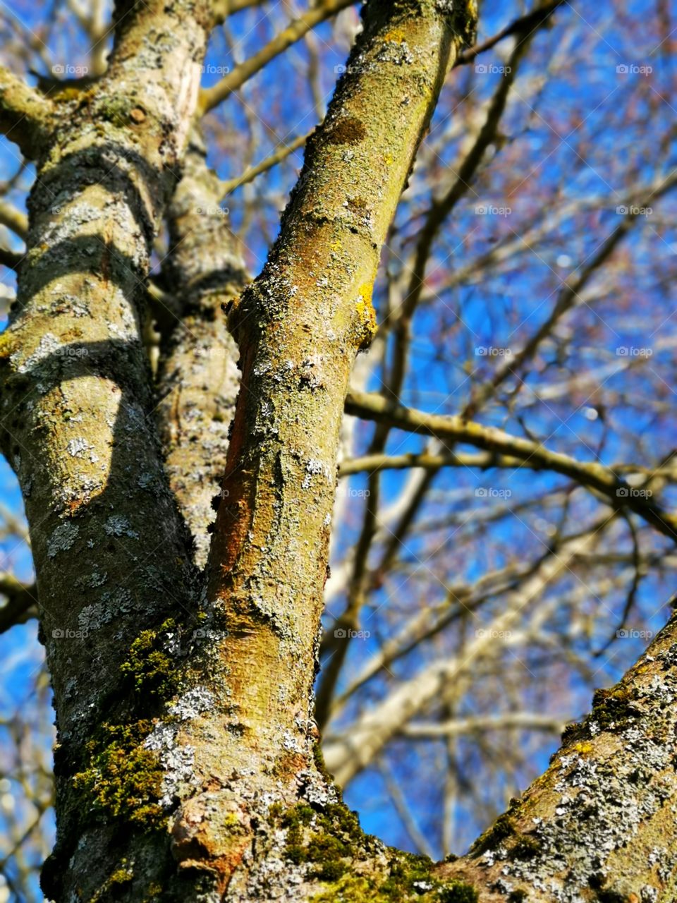 Tree | nature