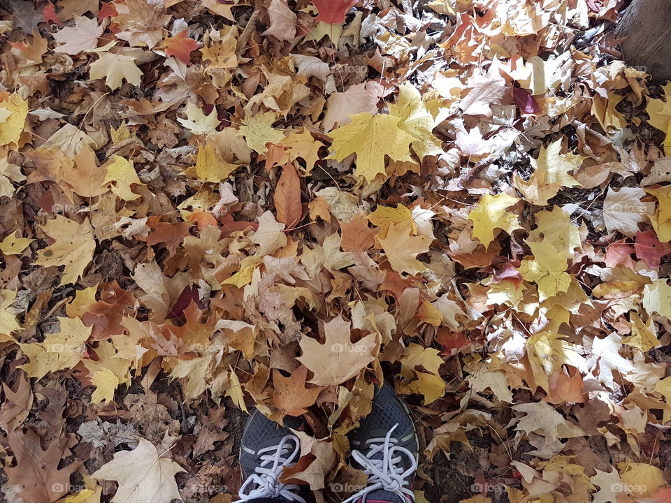 leaves