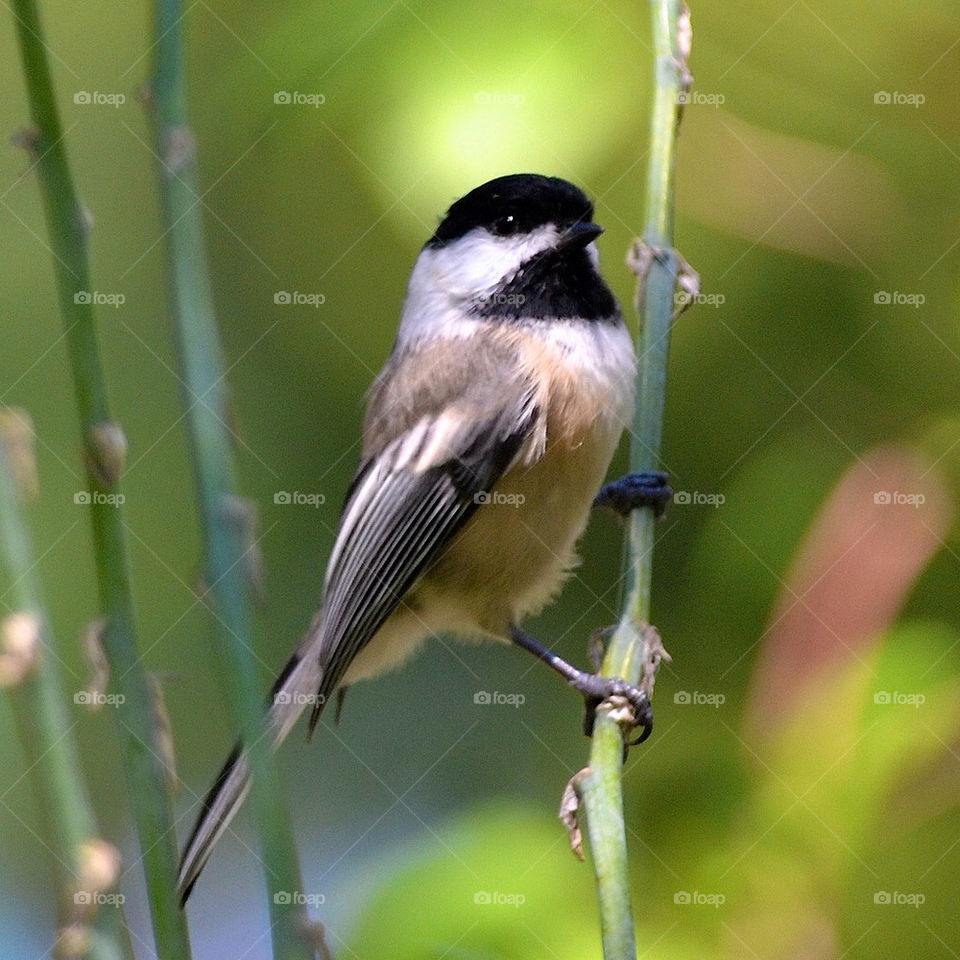 nature bird chickadee by vfritts