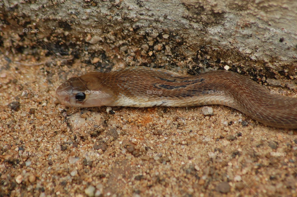 #rk #snake #reptiles #wildlife #nature #sand #animal #wild #danger #zoology #ground #outdoor #one