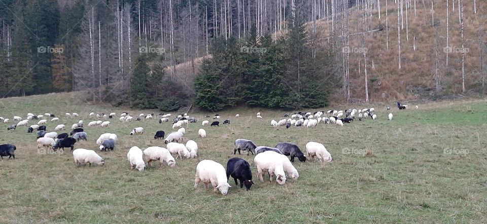 Sheep herd in the mountain valley