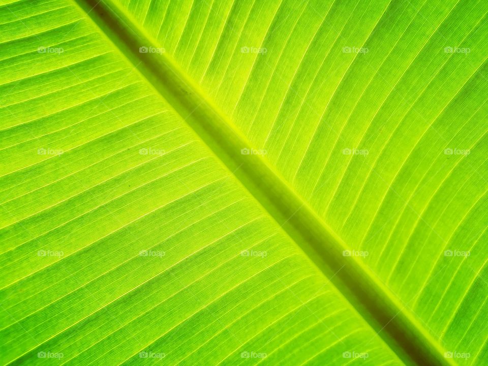 Texture of banana leaf.