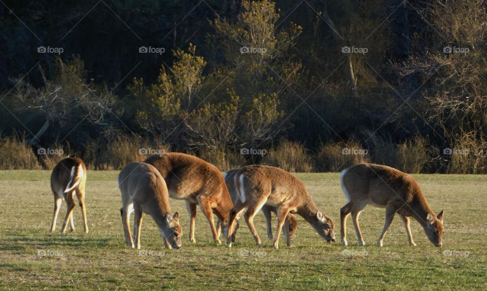 Feeding Time in Cape Henlopen State Park