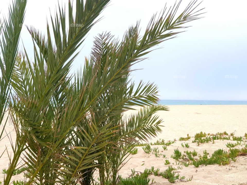 Plants#nature#sand#sea#greengrass