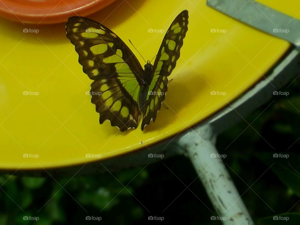 close up of colored butterfly