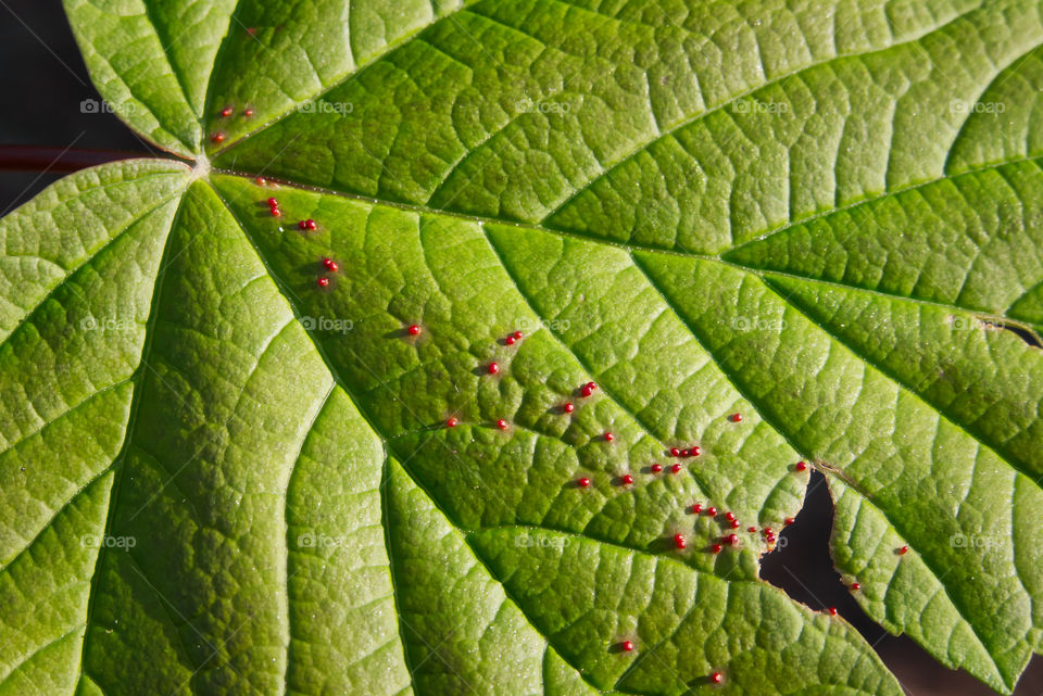 Green leaf with tiny red balls