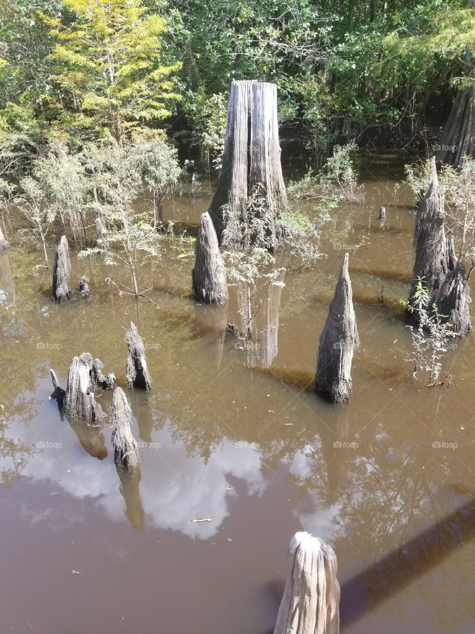 cypress stumps in the Chipola River
