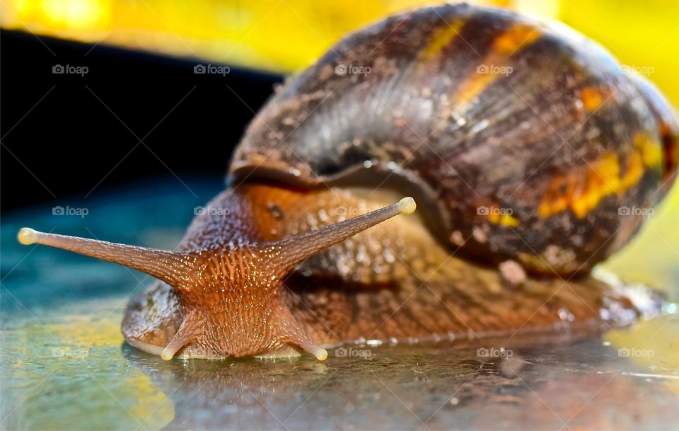 Giant African land snail 