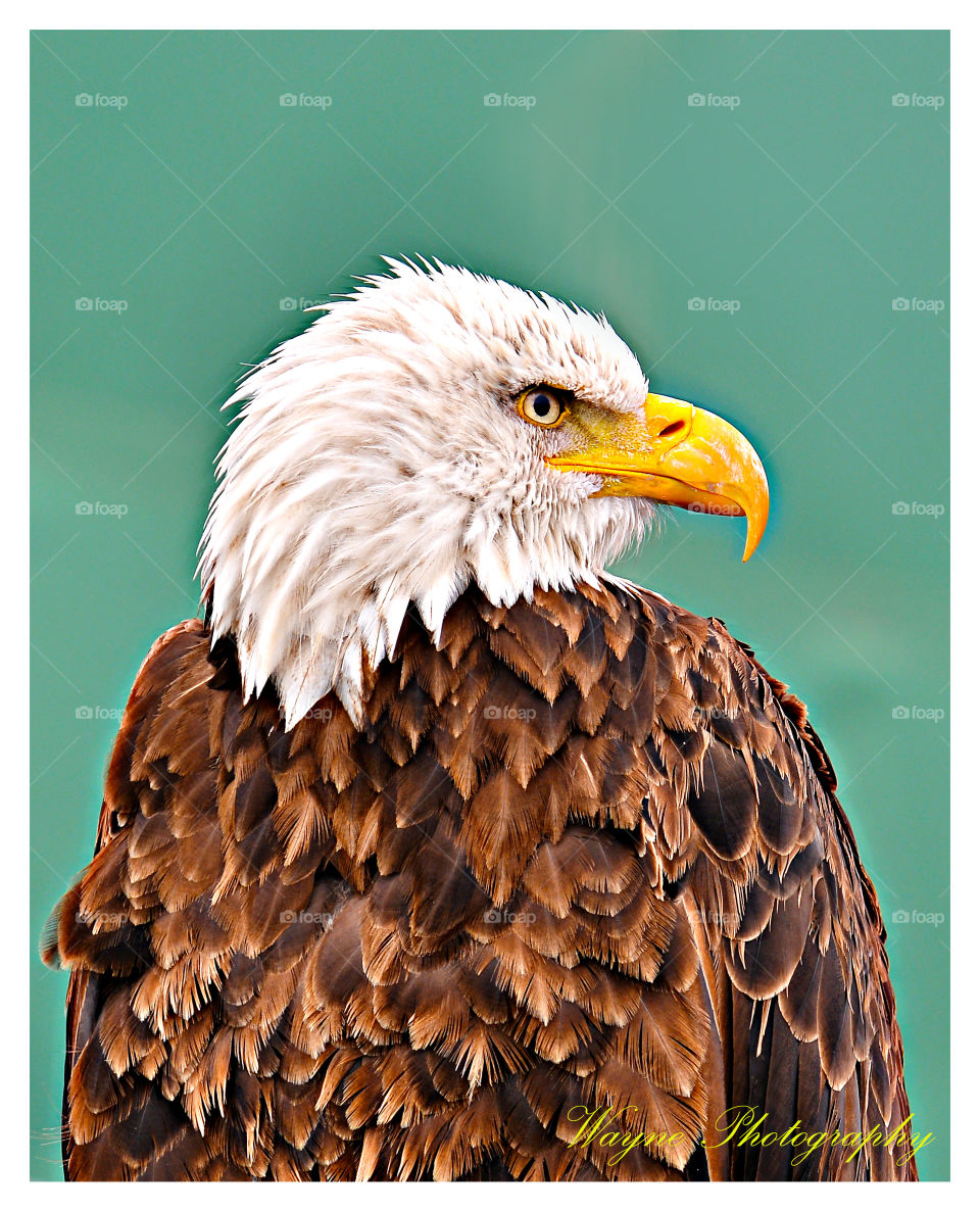 eagle