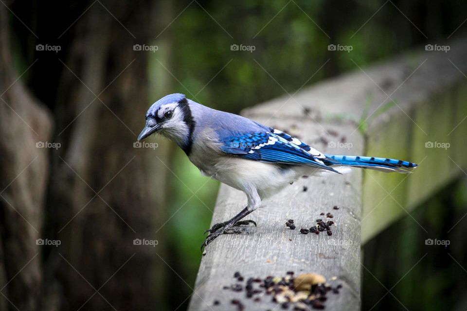 Blue jay on a fence