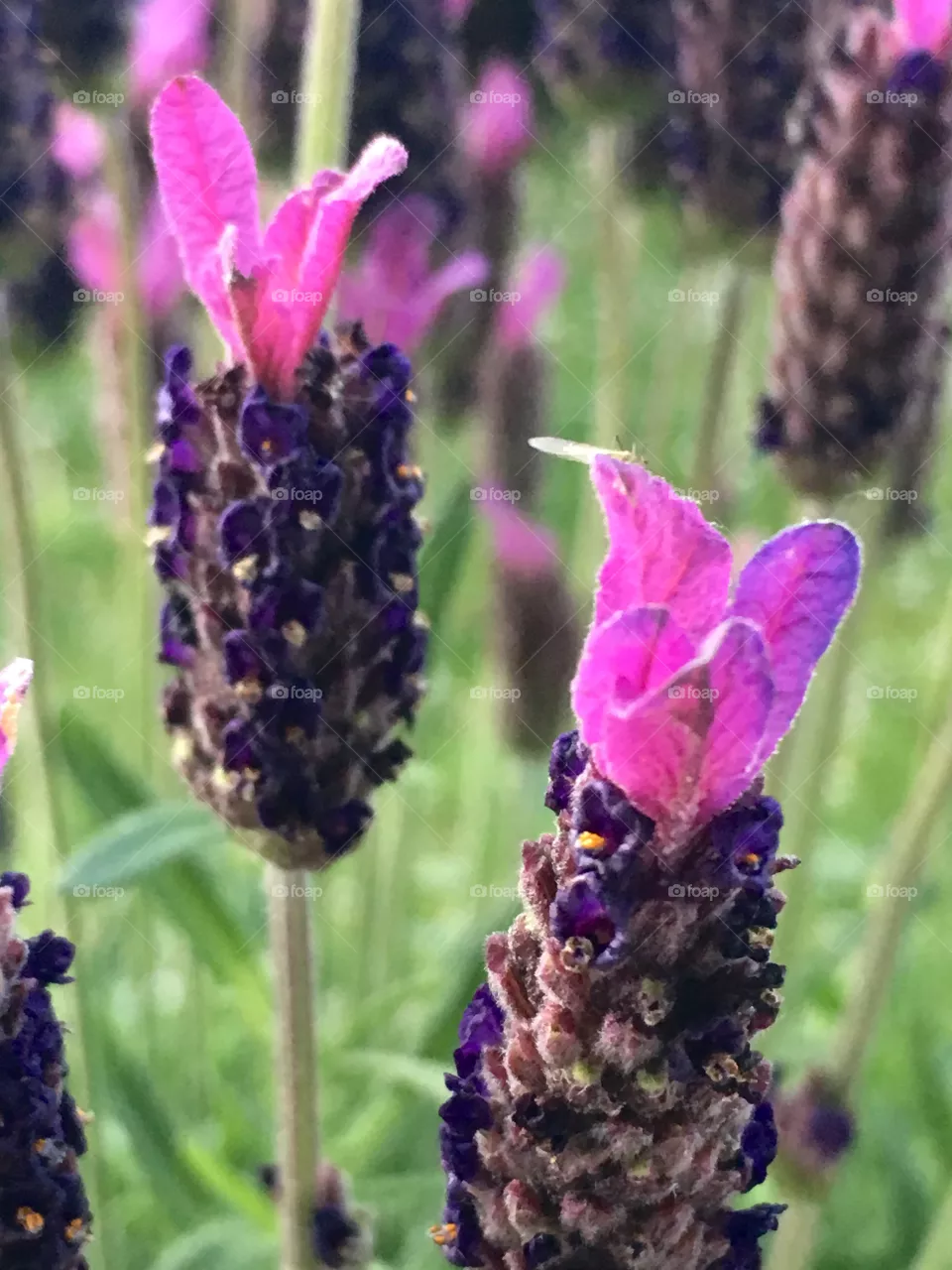 Lavanda 