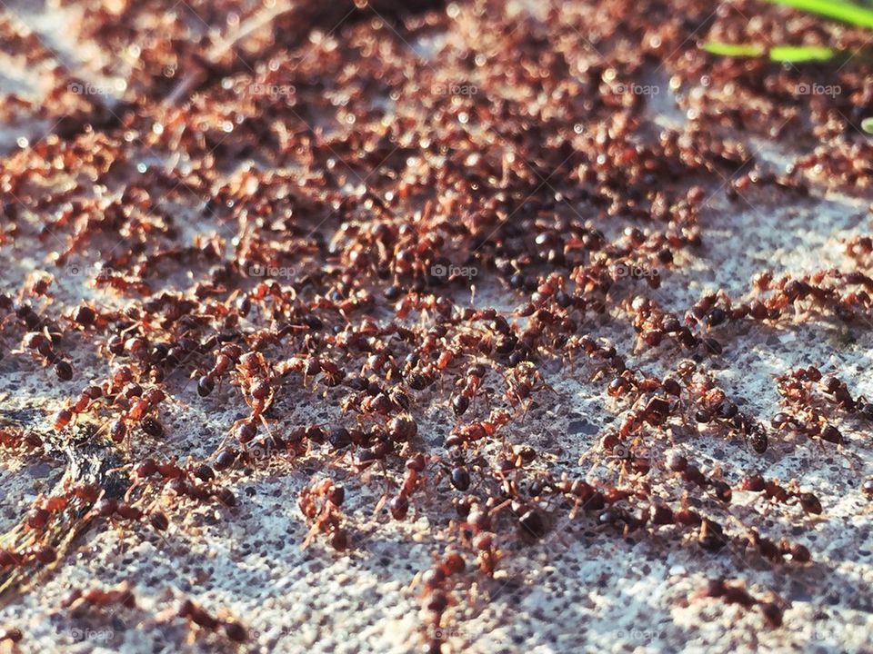 Ants