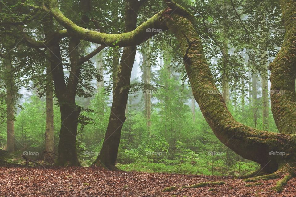 From a beautiful local forest. The trees grow crazy in a green wilderness. I just love the colors
