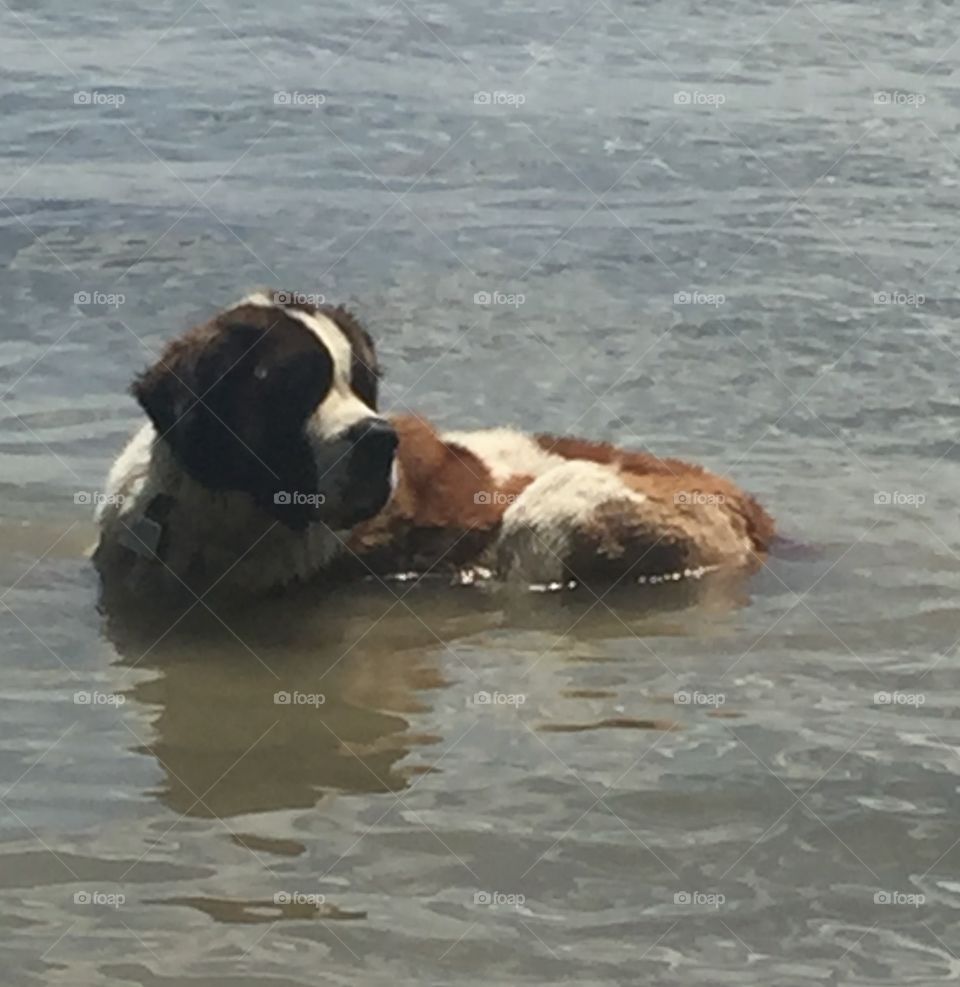 Dog wading in water
