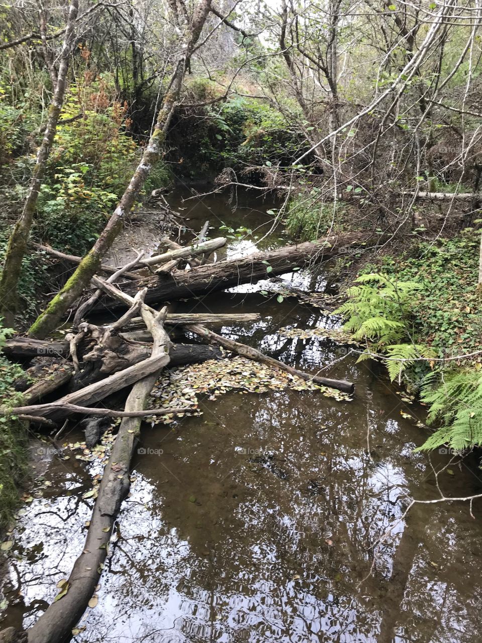 Fallen trees create the beginnings of a makeshift dam across a still river. 