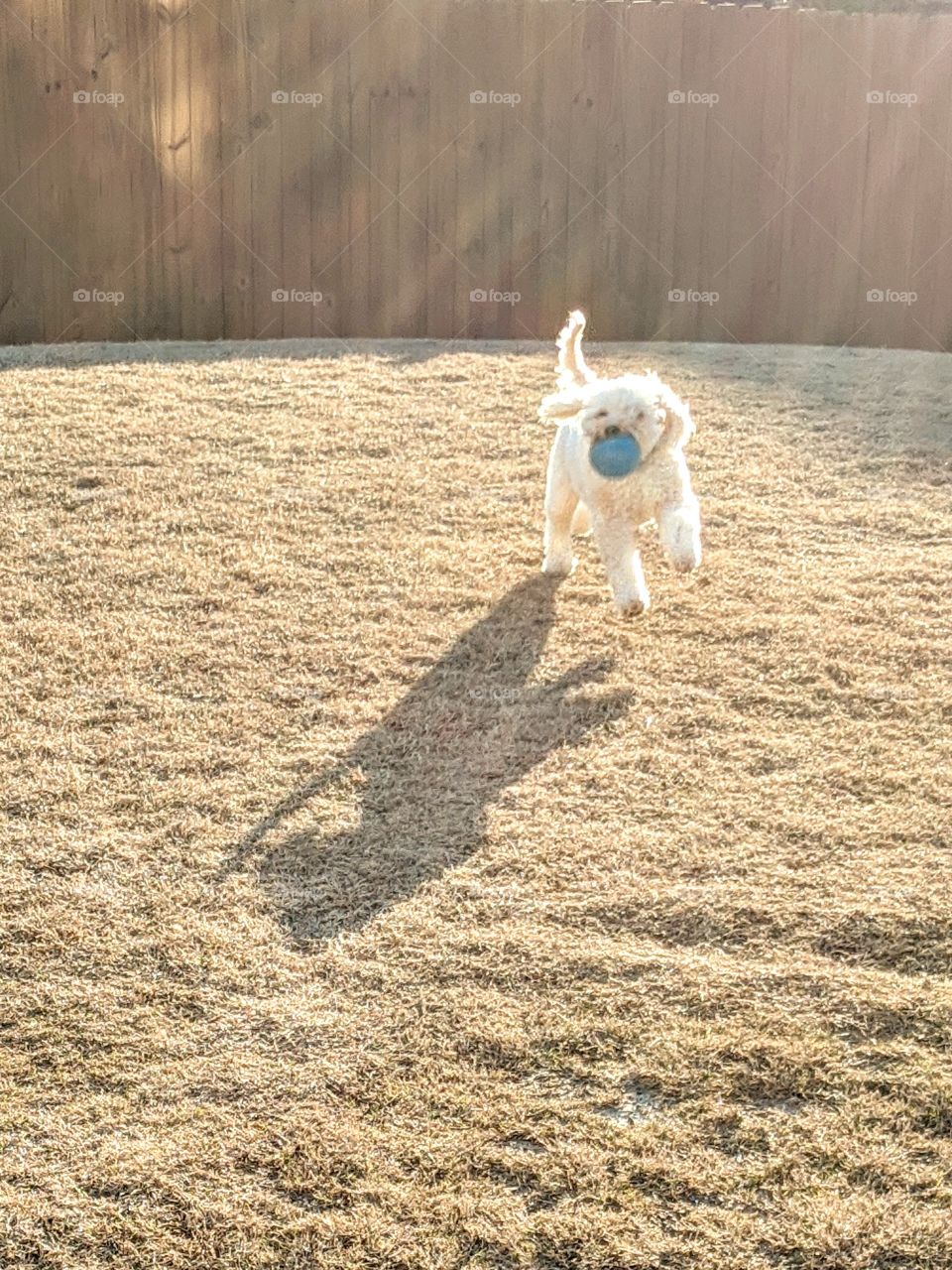 playing fetch with dog