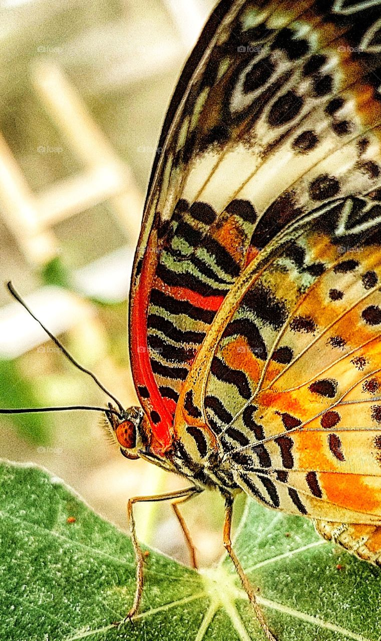 Butterfly closeup