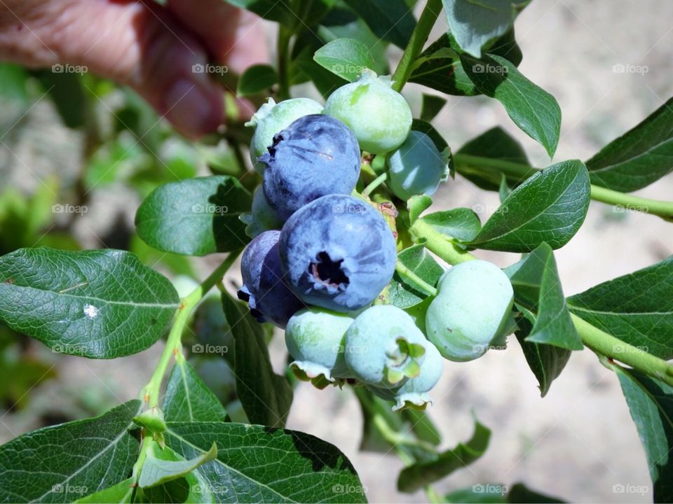 Fresh blueberries on the vine